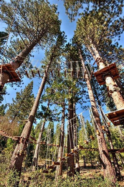 Tahoe treetop - Well you can get pretty close to finding out when you visit the Tahoe Treetop Adventure Park in Tahoe City. They offer three different "Aerial Adventure Parks" consisting of treetop platforms, bridges, and ziplines. This interactive adventure allows you to experience the natural beauty of Tahoe in a thrilling way you'll never forget.